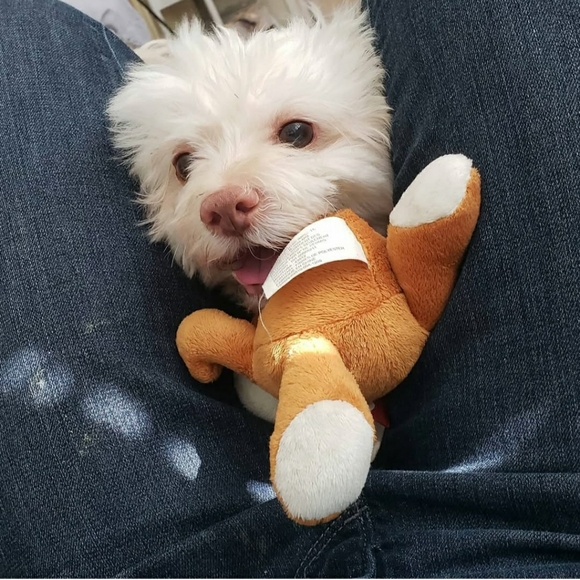 Meet your Posher, Iris - Picture 5 of 8